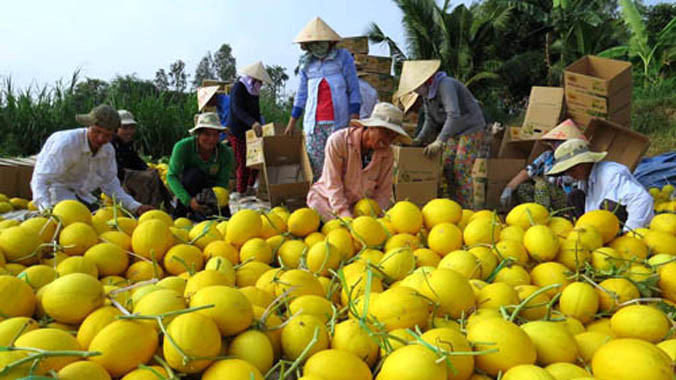 Nông dân Đồng Tháp năm nay kiếm bộn tiền nhờ dưa lê vàng được mùa. Ảnh: Nam Lê/VnExpress