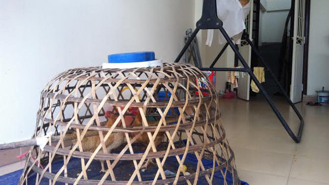 Nhiều hộ gia đình ở Hà Nội sau Tết nuôi gà trên ban công. Ảnh: Ngọc Nam