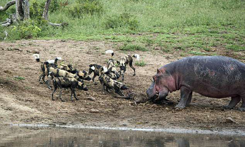 Đàn chó hoang chạm trán với hà mã, quyết đoạt xác linh dương. Ảnh: Pierries du Toit.