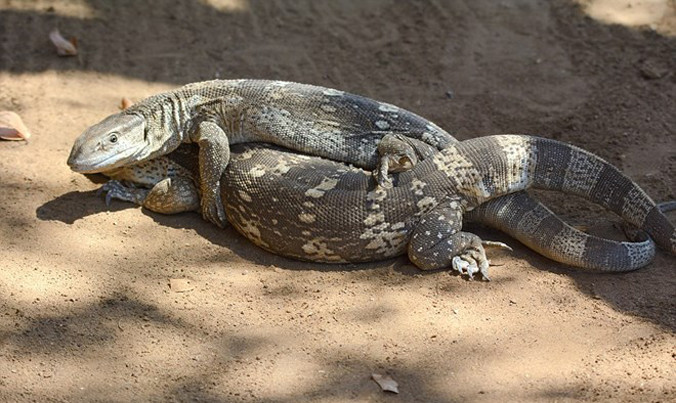 Thằn lằn bị kẻ thù ăn thịt khi đang mải 'mây mưa'