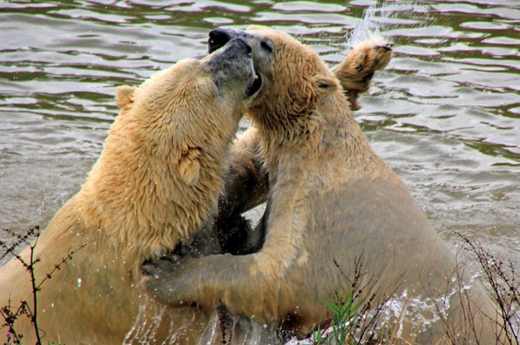 Nhìn gần cuộc thủy chiến của gấu Bắc Cực