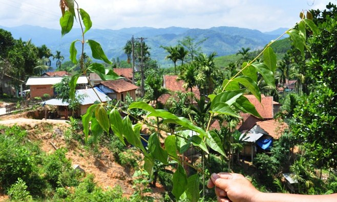 Cây lá ngón - loại cây "tử thần" ở huyện vùng cao Sơn Tây. Ảnh: Minh Hoàng/Zing