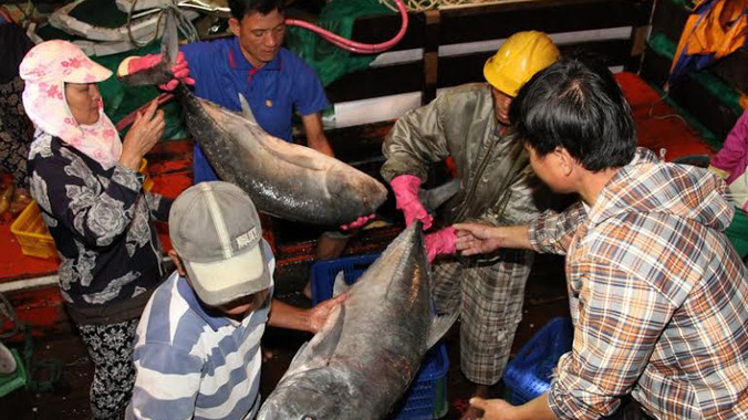 Cá bè quỵt của tàu ngư dân Lới đang được bán cho các thương lái tại Cảng cá Cửa Việt đêm 30/3. 