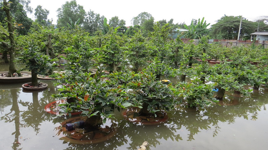 Hàng nghìn gốc mai của người dân bị nước nhấn chìm.
