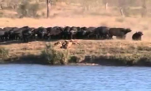 Đàn trâu rừng đông đảo kéo đến đòi lại con non đang bị sư tử ghì chặt. Ảnh: YouTube.