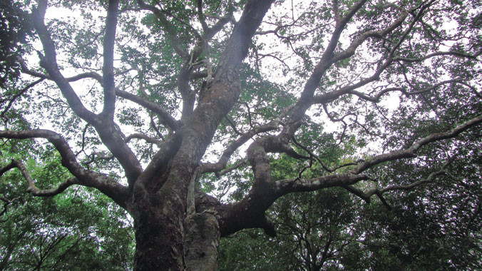 Tán lim khổng lồ xòe bóng che cả một góc rừng