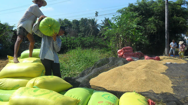 Gia đình bà Nga (thị trấn Cái Tắc, huyện Châu Thành A, tỉnh Hậu Giang) đang vác lúa đi phơi. ẢNH; HOÀ HỘI