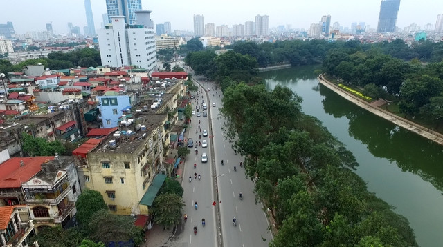 Hàng xà cừ trên đường Kim Mã đã được đánh chuyển về vườn ươm 