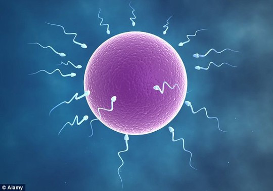  Chất lượng tinh trùng giảm sút vào mùa hè