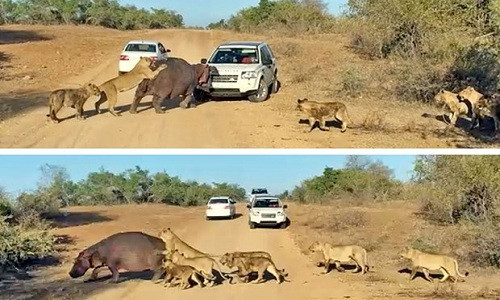 Hà mã há miệng ngoạm xe ôtô. Ảnh: YouTube.