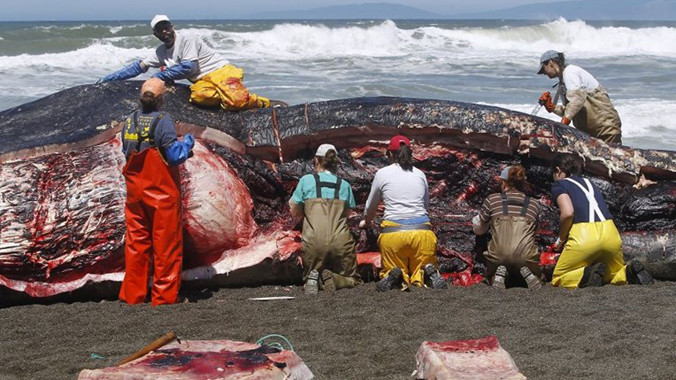 Cuộc "khám nghiệm tử thi" được tiến hành ngay tại bờ biển.