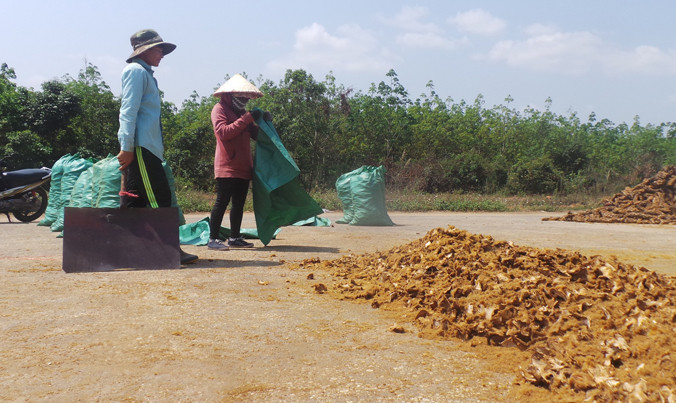Cây cu li được thương lái thu mua bán sang Trung Quốc.