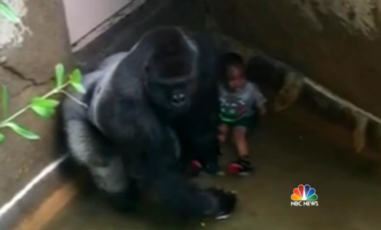 Hình ảnh chú khỉ đột và cậu bé 3 tuổi bị rơi xuống chuồng khỉ. Ảnh cắt từ clip.
