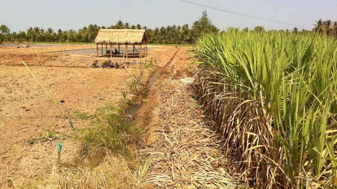 Phá mía đào ao nuôi tôm ở xã An Thạnh 2 (Cù Lao Dung, Sóc Trăng). ẢNH: SÁU NGHỆ