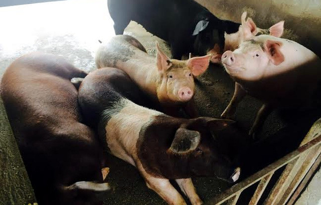 Dân giàu Hà Nội rủ nhau đặt mua lợn giun quế về ăn Tết.