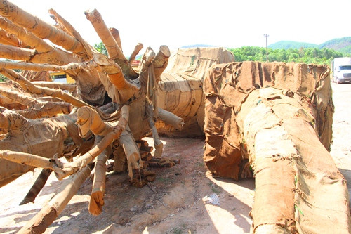 Ba cây cổ thụ đang được đặt tại bãi đất trống trên đường tránh Huế