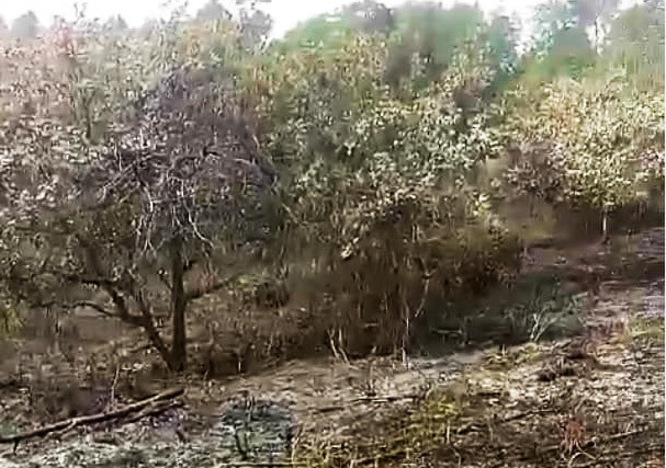 Rẫy điều của bà Hằng bị đốt cháy