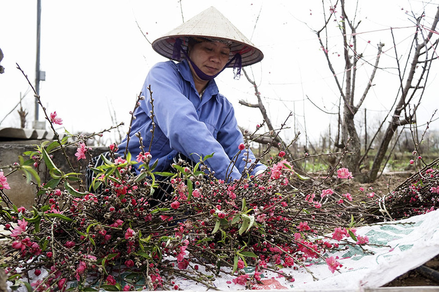 Những bó đào Nhật Tân theo chân người dân xuống phố trong dịp Rằm tháng Giêng.