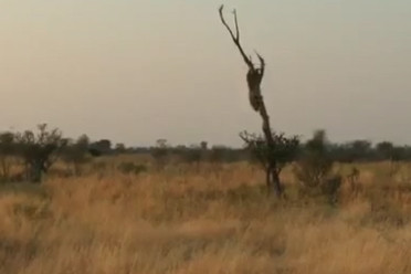 Báo dữ phi thân từ trên cây, tấn công đoàn làm phim