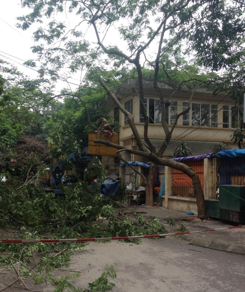 Hiện trường vụ chặt cây sưa. Ảnh: Hoài Thu