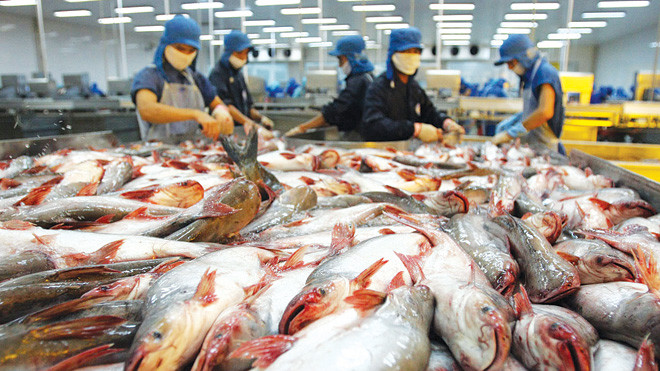 Cửa nào cho cá tra vào thị trường Mỹ. Ảnh: Tiến Dũng