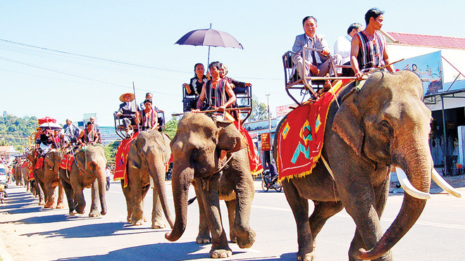 Để có voi nhà phải kỳ công thuần hóa voi rừng. Ảnh: Hoàng Thiên Nga