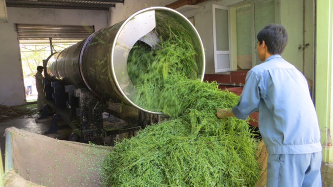 Bài thuốc chữa bệnh mát gan từ rau đắng đất 