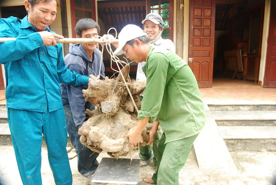 Phải 4 người nâng mới đưa được củ khoai vạc rồng “khủng” này lên cân.