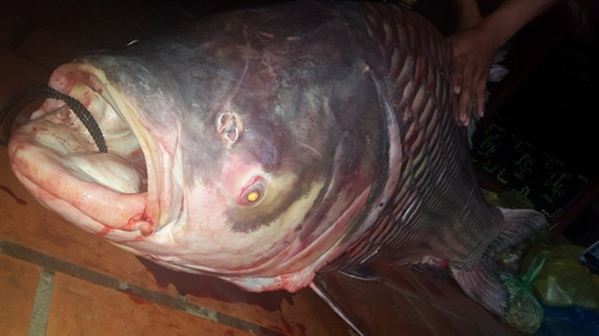 Con cá hô được ngư dân bắt tại sông Nha Mân (một nhánh nhỏ của sông Tiền) chảy qua ấp Nha Mân, xã Tân Nhuận Đông, huyện Châu Thành, tỉnh Đồng Tháp.