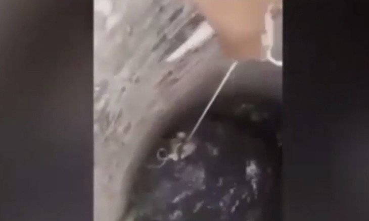 Chú chó thông minh tự cứu mình dưới giếng sâu