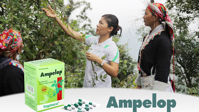 Thuốc điều trị bệnh dạ dày từ dược liệu quý chè dây