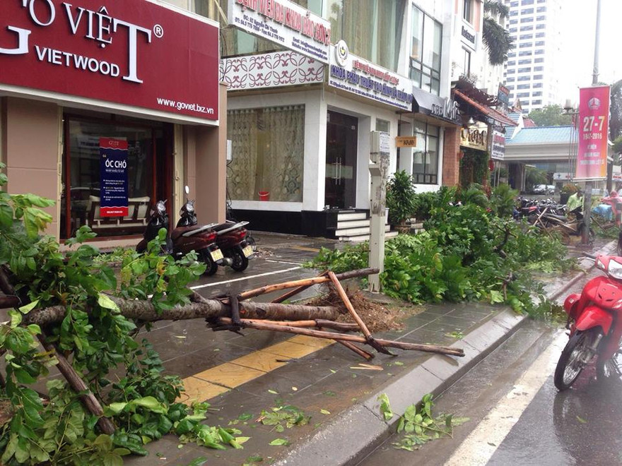 Hàng loạt cây lát hoa mới trồng thay thế gỗ mỡ bị gãy đổ la liệt lên vỉa hè, lòng đường Nguyễn Chí Thanh.