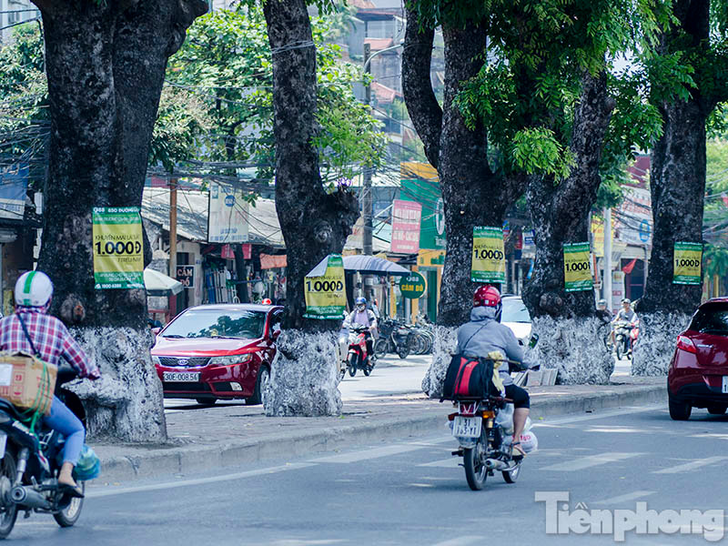Đường Láng dài khoảng hơn 4 km với hàng xà cừ cổ thụ ở giữa hai làn đường đang bị dán lem nhem hàng chục loại biển quảng cáo khác nhau.