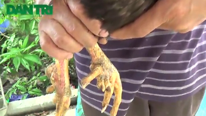 Mục sở thị gà 9 cựa ngay tại Hà Nội