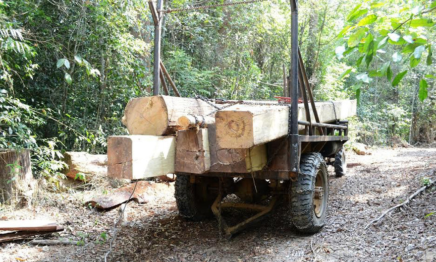 Hiện trường khai thác gỗ trái phép tại tiểu khu 1627.