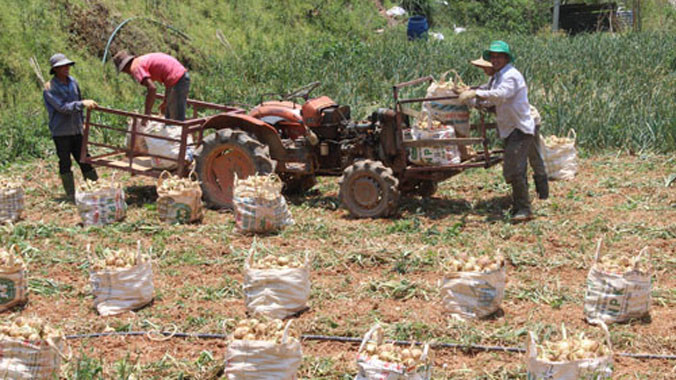 Hành tây rớt giá, khó bán do sản lượng tăng, trong khi thị trường xuất khẩu chưa khởi động. Ảnh: Quốc Dũng.