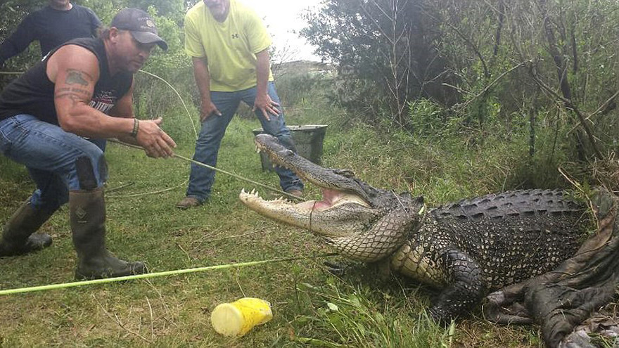 Mục kích 'quái nhân' dùng tay không bắt sống cá sấu hung dữ