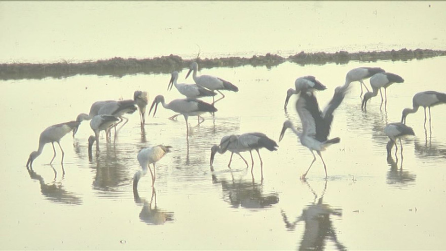 Đàn cò ốc đang kiếm ăn ở Vườn Quốc gia Tràm Chim. Ảnh: Trọng Trí