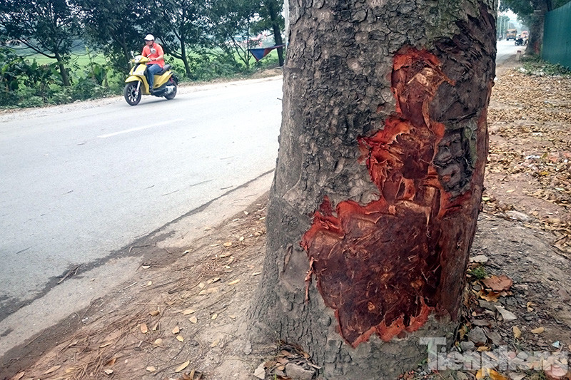 Nhiều cây xà cừ cổ thụ lại bị đẽo vỏ.