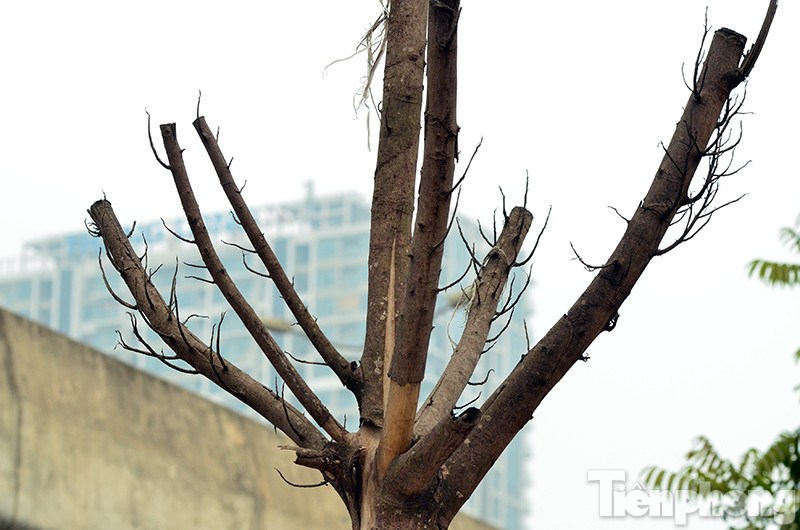 Hàng chục cây xanh trên tuyến đường Phạm Hùng, Khuất Duy Tiến (Hà Nội) đang bị chết khô, vỏ cây bong tróc không có bóng mát.