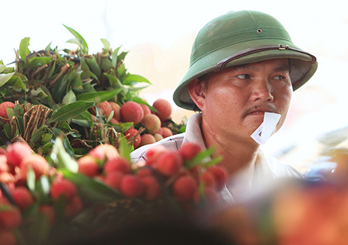 Bán vải cho Trung Quốc được giá cao hơn, nhưng người dân cũng bị trừ cân, ép giá đủ đường. Ảnh: Ngọc Thành.