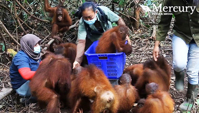 Những con đười ươi nhỏ tuổi luôn khiến đội ngũ bác sỹ thú y vui vẻ. Ảnh: Mercury.