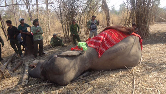 Nhiều voi nhà ở Đắk Lắk đã chết khi chưa kịp trưởng thành.