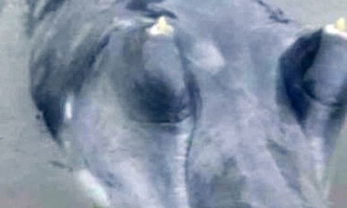 Các nhà sinh vật học Trung Quốc cho rằng đây là cá voi có mỏ, sinh vật quý hiếm. Ảnh: Mirror.