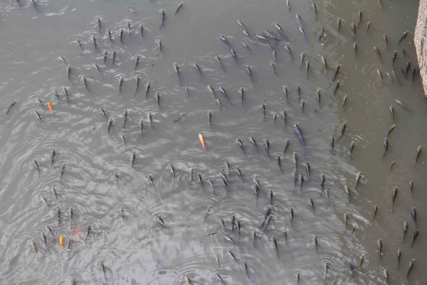 Đa số cá nổi lên đớp khí là rô phi.