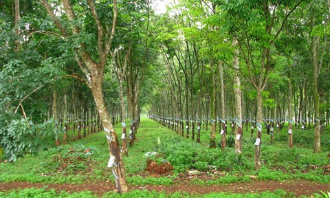 Thi thể người đàn ông được tìm thấy trong khu rừng cao su ở Đồng Nai. Ảnh minh họa.