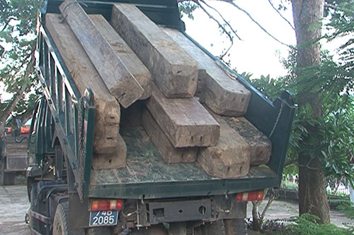 Số gỗ lậu tang vật. Ảnh: Uyên Nhi.