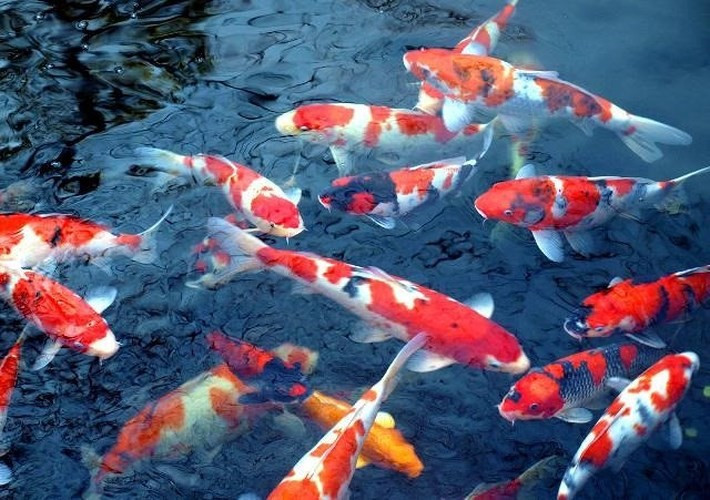 Sắp thả cá Koi Nhật Bản trên sông Tô Lịch