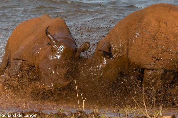 Để giành quyền thống trị, tê giác kịch chiến dưới nước khiến người xem cực kỳ phấn khích.