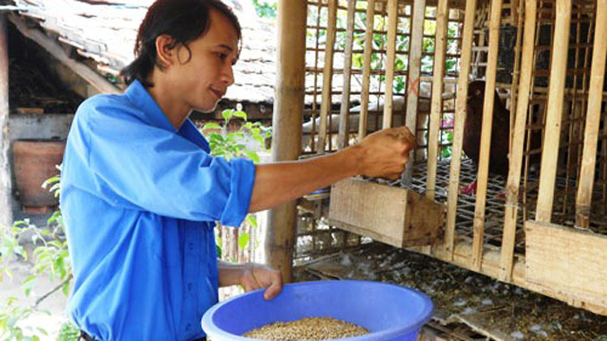 Bồ câu Pháp ăn nhiều, thường ăn các thức ăn có sẵn như lúa, gạo, bắp nghiền…